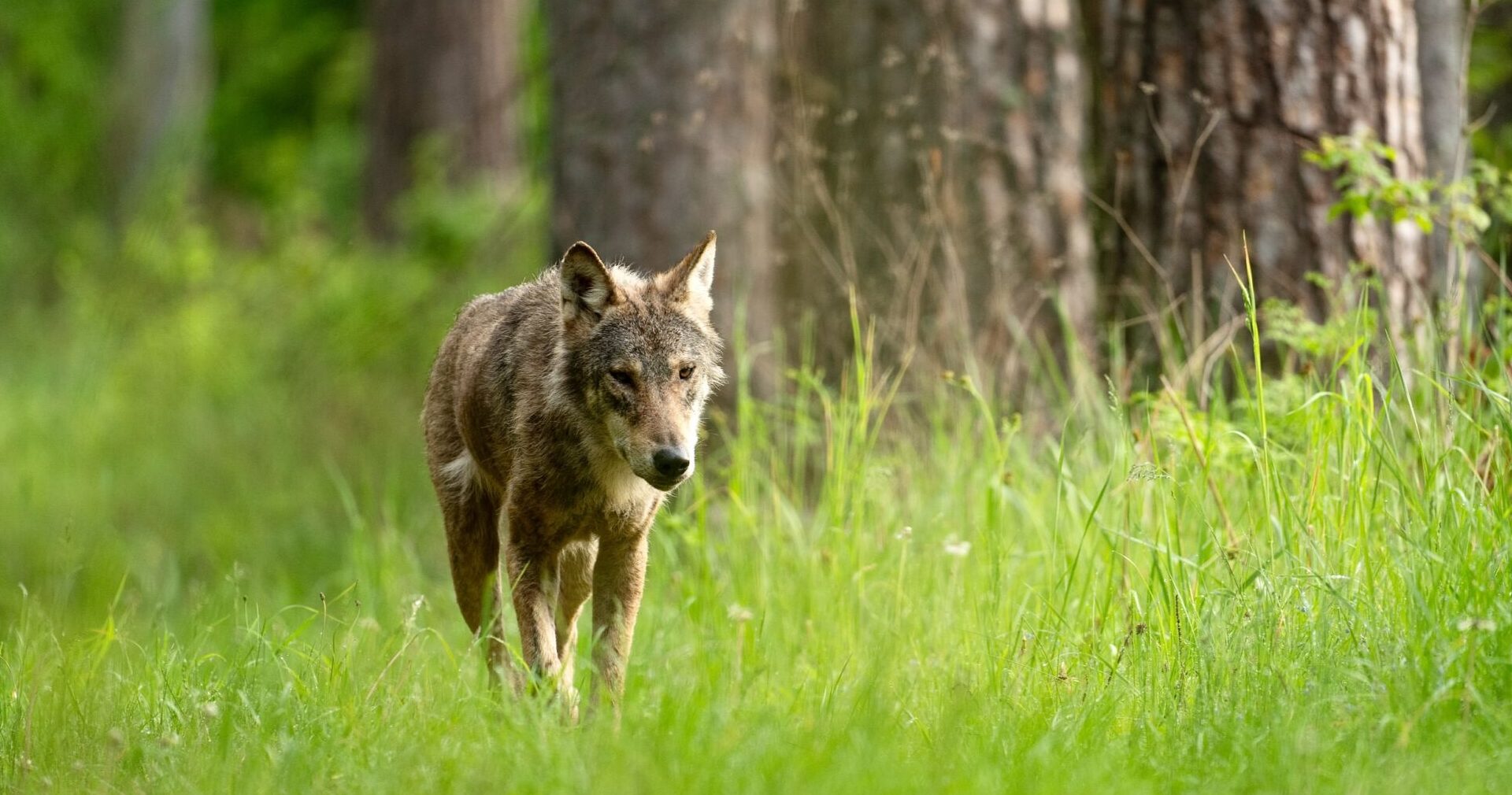 Wolves fear human ‘super predator’ – for good reason