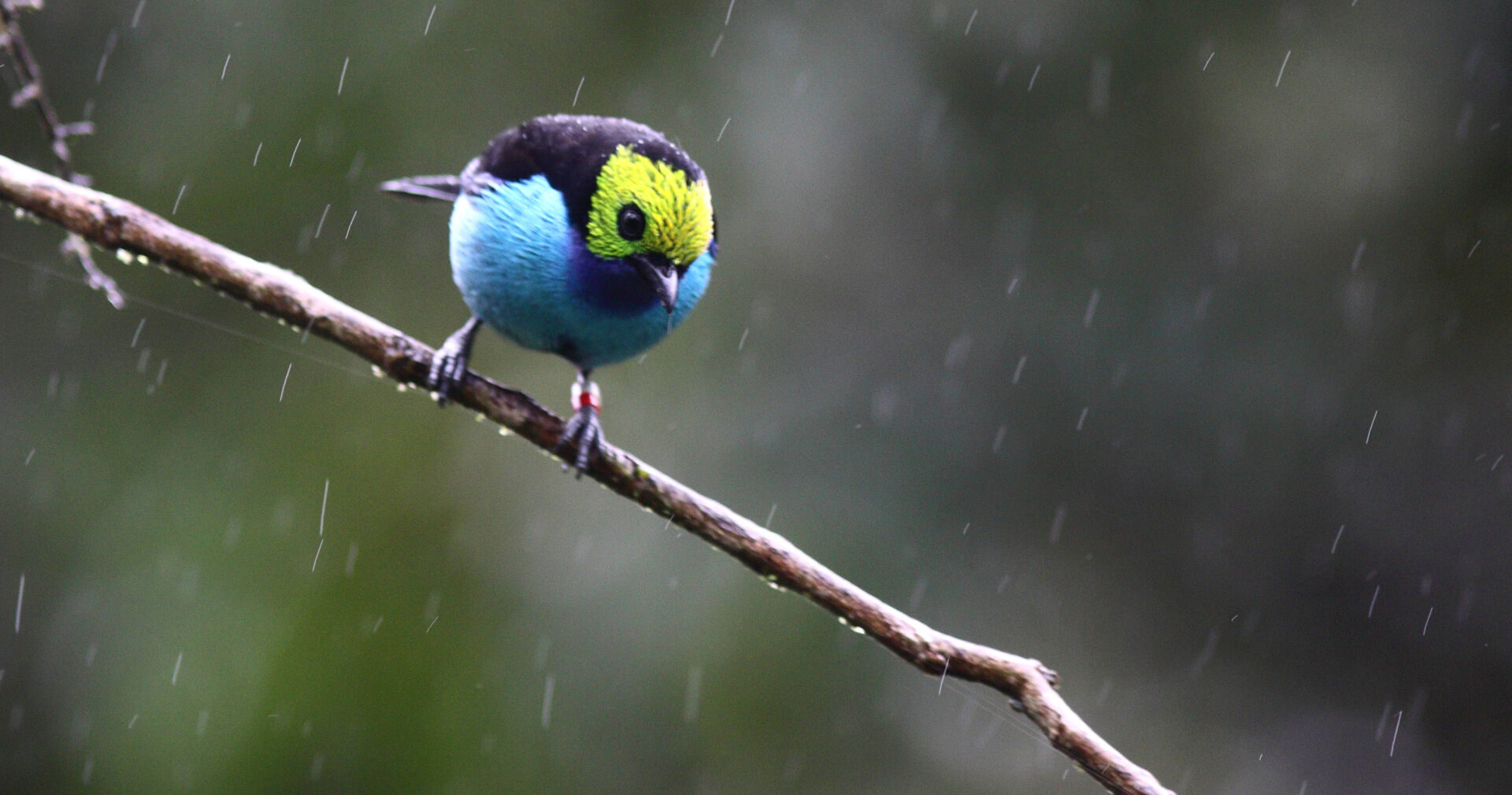 New Western research reveals how rainfall shapes bird populations