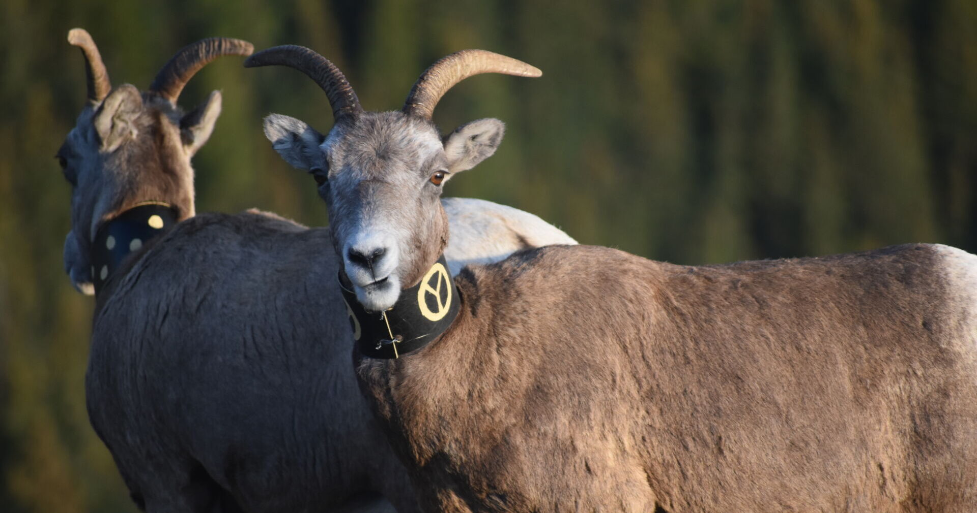 New DNA tools outperform traditional methods for detecting genetic risk in wildlife