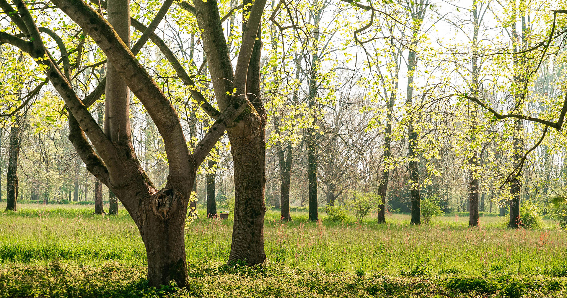 Expert explainer: Everything you need to know about seasonal allergies