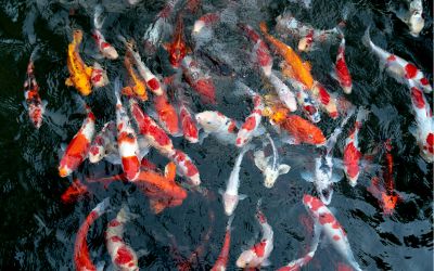 Fish could hear before rivers existed | Earth.com