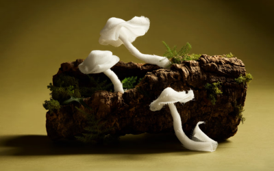 A medical use for mushrooms you haven’t heard about | Be Giant