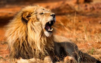 It’s not the crocodile, nor the lion: there is a fearsome superpredator that inspires more fear in Africa | La Republica