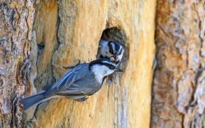 Cheating Chickadees Are Seduced by Smarts | The New York Times