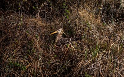 The incredible journey of a migratory shorebird | The New Yorker