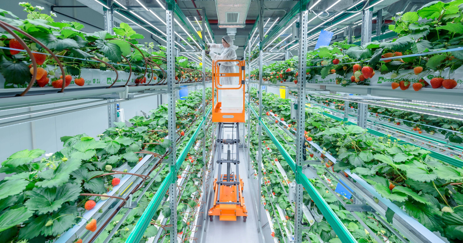 Expert insight: Why ‘vertical farming’ is not a fix for our food system