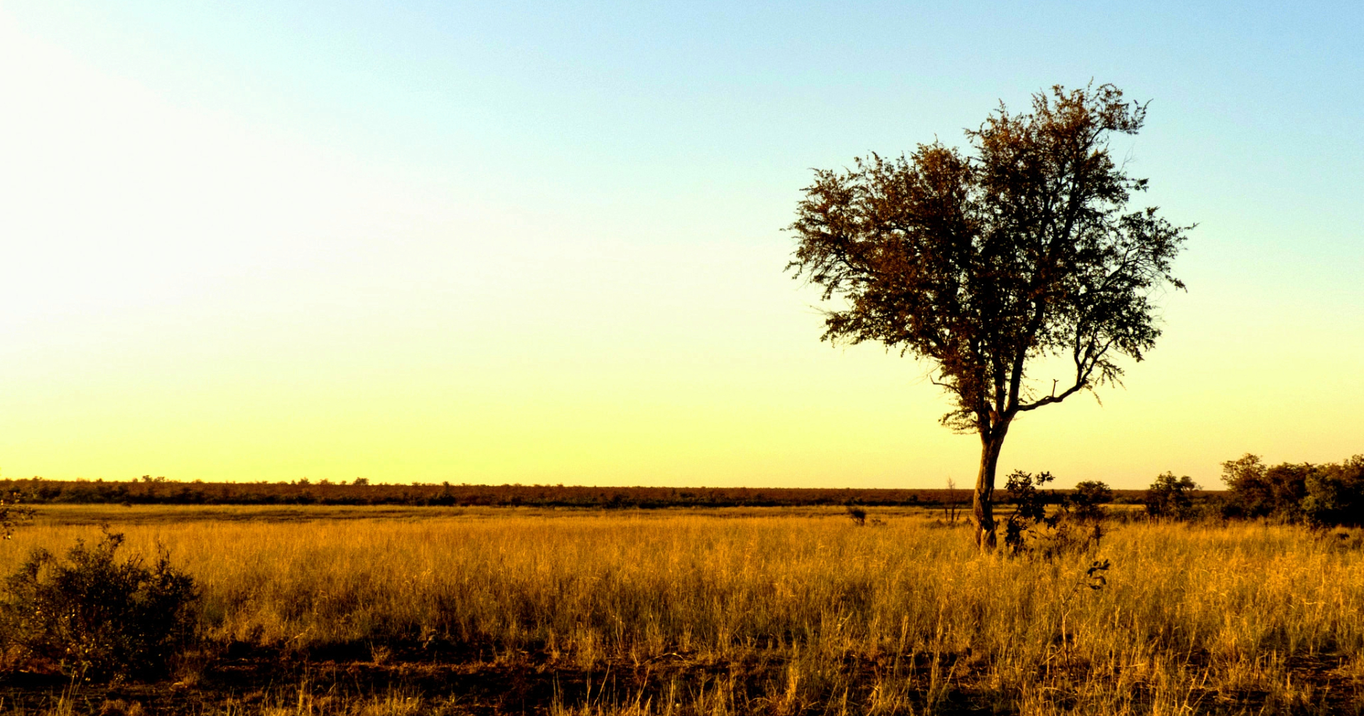 Expert insight: Planting trees in the wrong places is not a climate solution